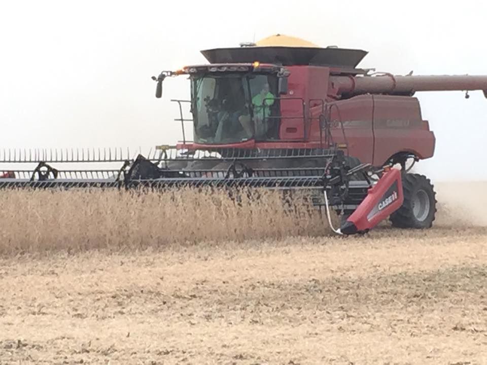 Soybean Harvest